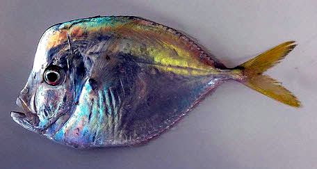 Selene dorsalis_06